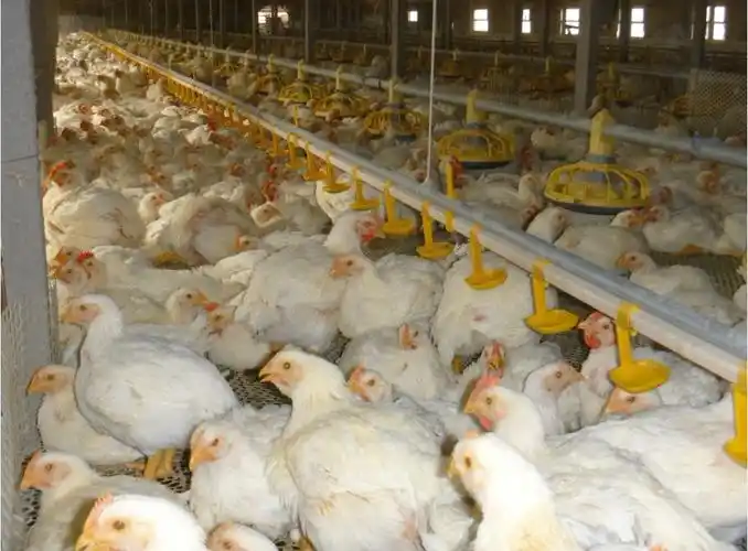 肉鸡40日龄照片