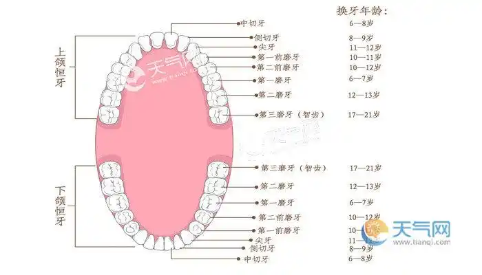 为什么人一生只能换一次牙 人的牙齿为什么换一次