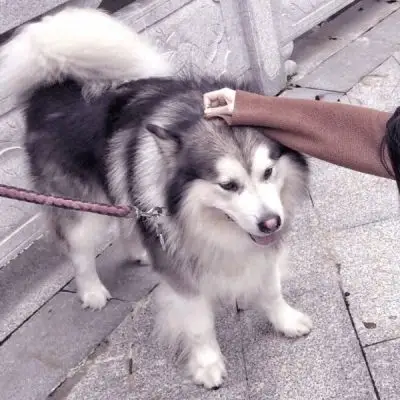 明明就没有人疼你 _情侣头像_我要个性网