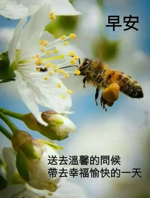 5月18日最漂亮早上好动态表情图片大全,早晨好动图美图大全
