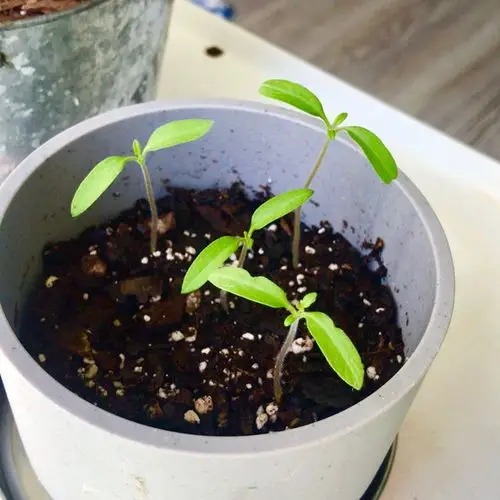 97我的小番茄苗97眼见他一天天长大惹!09