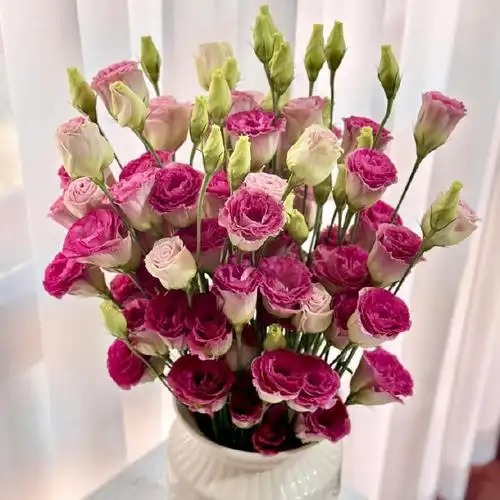 【pdd】    【12.9】20-25朵 多色洋桔梗