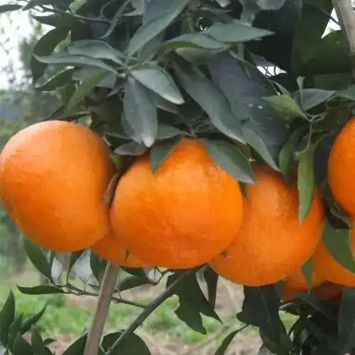 那么又将推出哪个柑橘品种呢,答案就是爱媛48号柑桔,又叫做"红公主"