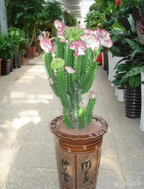 龙骨花(三种最旺家的花) 第8张