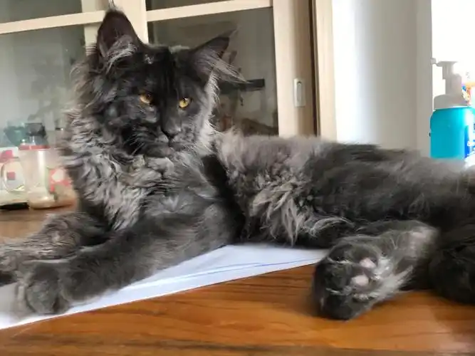 未来可期#缅因猫  #成都缅因猫舍  #缅因  #烟灰色缅因猫 #蓝话斑