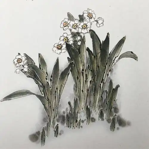 杨秀华工笔画课堂【八】水仙花的画法:勾线填色法