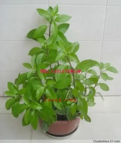 展开全部 明月草