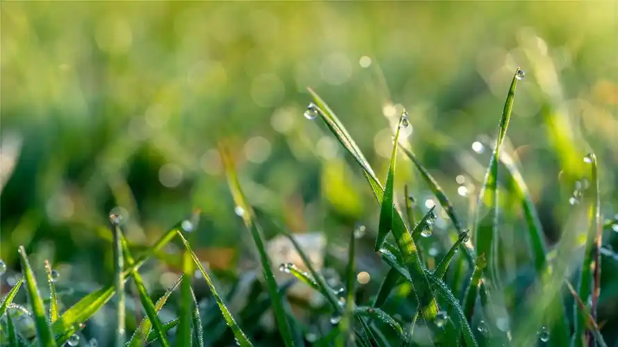 清晨青草露珠高清桌面壁纸