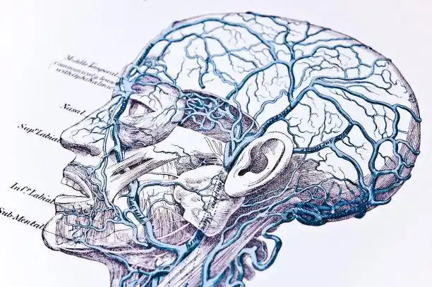 血管插画_血管手绘插画_插画设计网站-veer图库