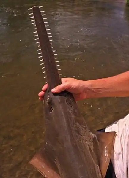 凶恶的掠食性动物锯鳐