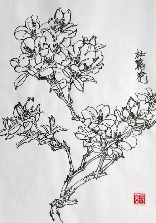 杜鹃又叫金达莱,是朝鲜的国花.