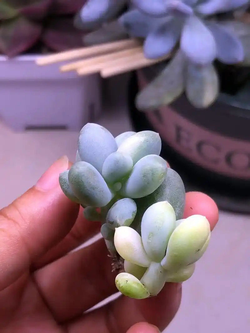 黄金鸡蛋大叶奶酪锦.