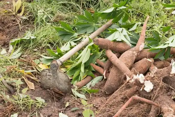 马家一绝带您识百草 牛大力