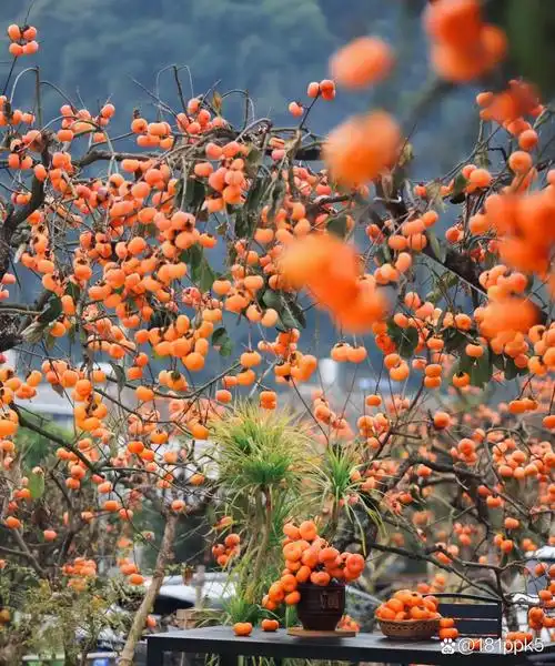 广西恭城红岩村 11月开始到2月是柿子的季节 整个村子漫山遍野都是红