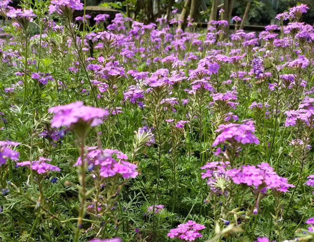 穿着紫色衣衫的美人花——美女樱