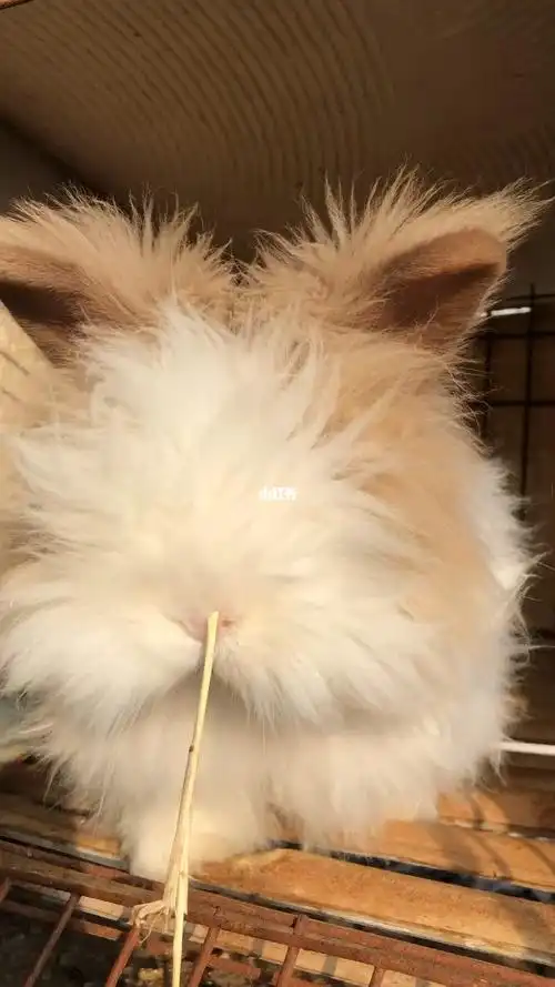 道奇盖脸猫猫兔成年