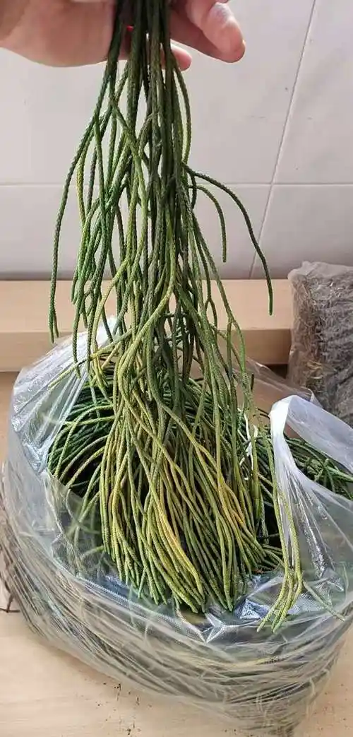 细叶 马尾千金草 活动中 云南500克【图片 价格 品牌 报价】-京东