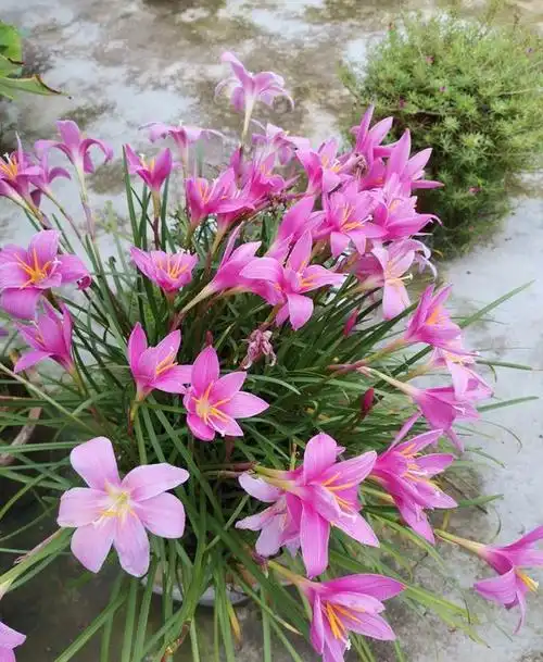 五月风雨兰需"虐养",暴雨淋烈日晒,憋出一圈苞,次月绽放群兰