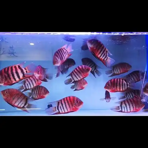 虎斑菠萝南美进口野生帝王活体热带观赏鱼卡瑞尔鱼