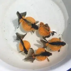 金鱼活体 铁包金珍珠