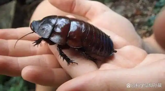 客观来讲,作为一种昆虫,蟑螂长得并不十分可怕,相比那些形状怪异的
