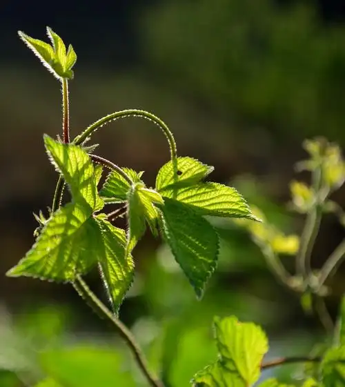 拉拉藤    也很可爱