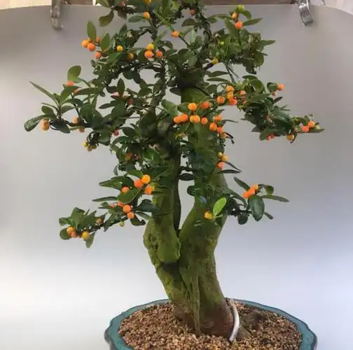 金豆盆景美的不要不要的