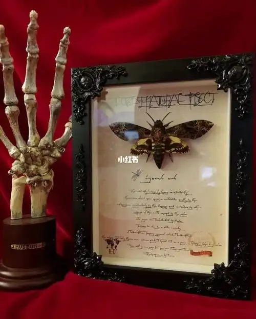鬼脸天蛾陈列标本