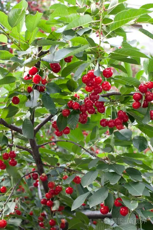 与在花园里的樱桃成熟的樱桃树