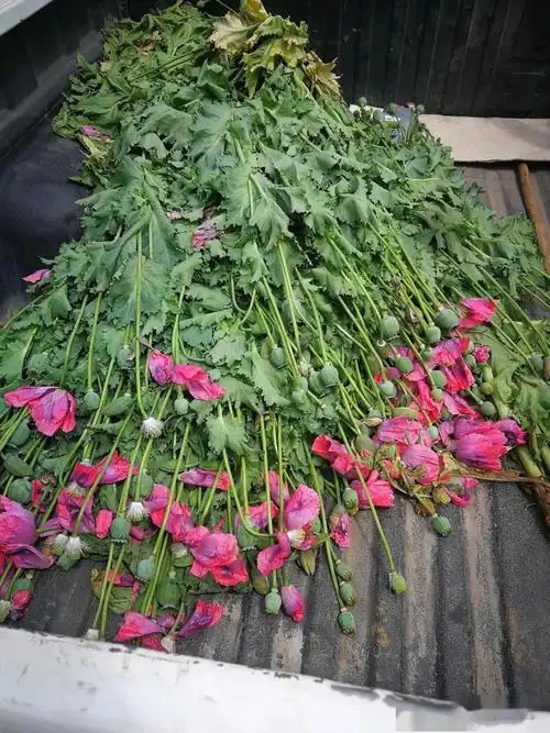 古丈县公安局依法铲除毒品原植物罂粟数余株