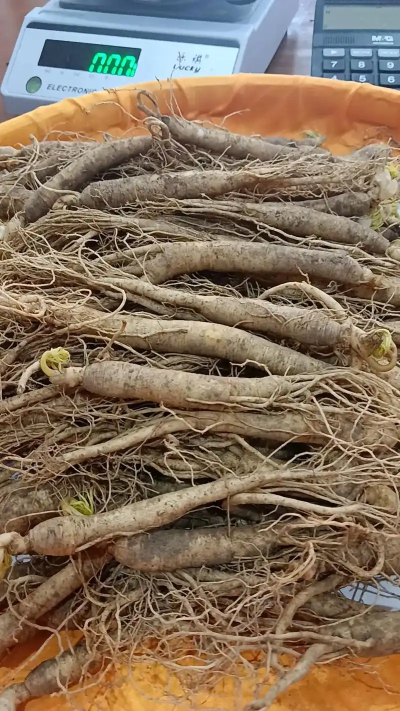 人参,自然之精华,健康之选. - 抖音