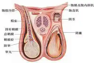 慢性附睾炎怎么治疗