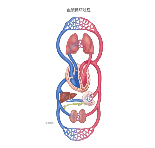 血液循环过程 | 医学插画