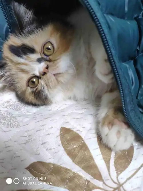 可爱的三色加菲猫,可爱吗?