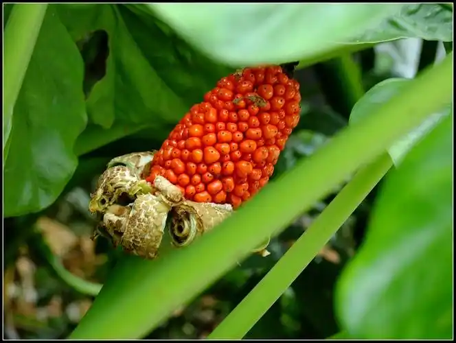 漂亮的海芋果实