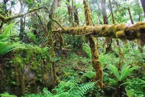 凶悍蚂蟥吸血:你敢徒步西藏墨脱吗之浴血(图)