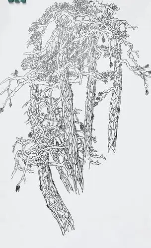 紫蓬山上的松树