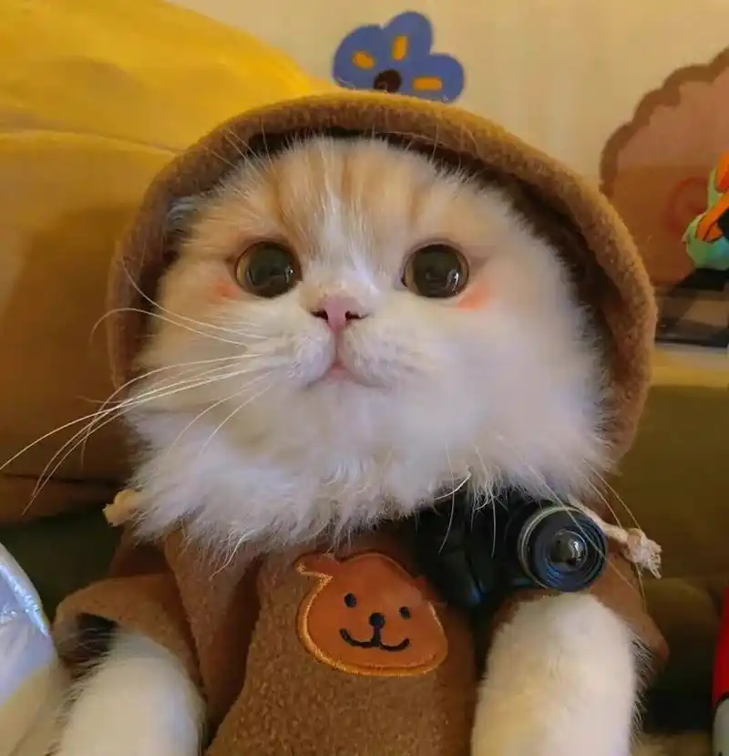 高质量动物头像96不准你还没换!