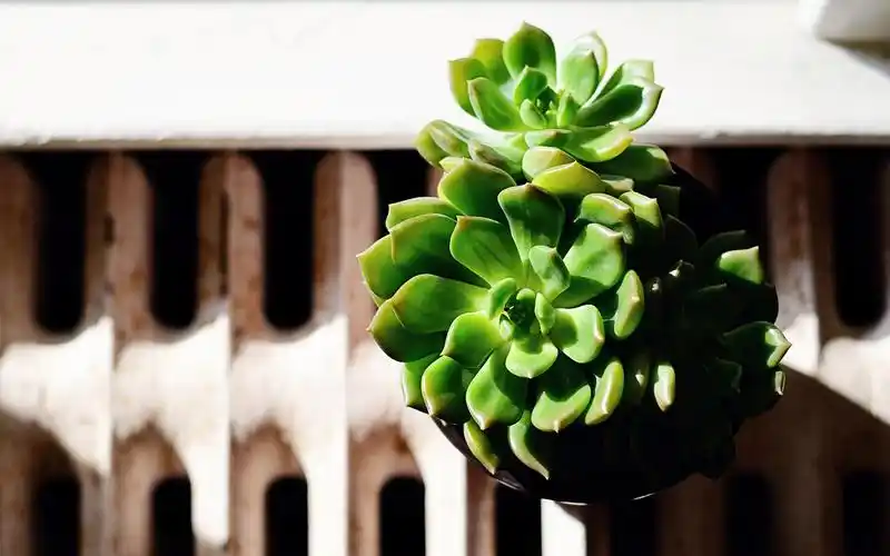 绿色植物盆栽桌面壁纸 小清新桌面壁纸_唯美图片