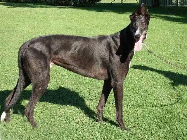 纯种和非纯种的格力犬分辨方法