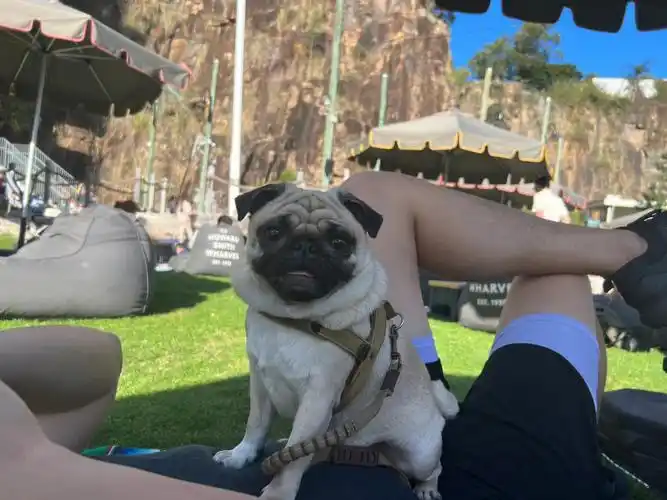 布里斯班周末治愈好去处felons