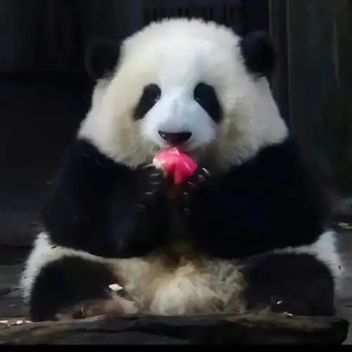 真熊猫头像你能叫出他们的名字吗