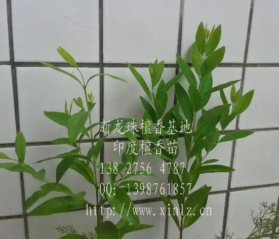 檀香苗 (10年价值超万元)