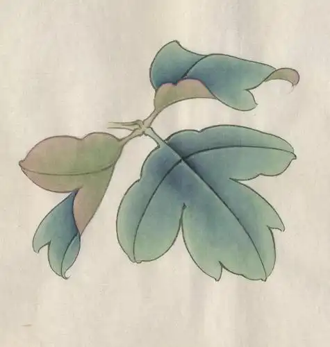 工笔画牡丹花房花蕊叶子枝干的画法及设色