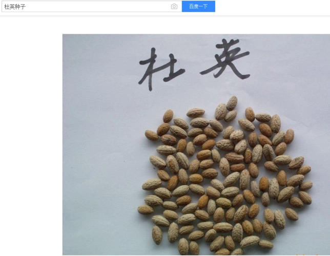 a股 福能股份(sh600483) > 浏览帖子 追问 某宝说是沙漠玫瑰种子,真是