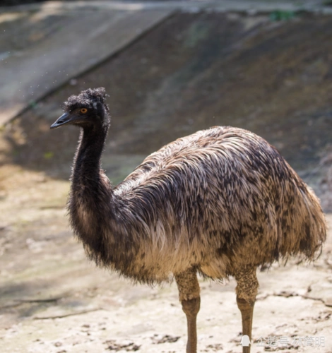 鸸鹋,世界上第二大的鸟类,由于翅膀退化,完全无法飞翔,外形似非洲鸵鸟
