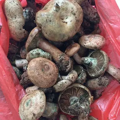 先让大家看看什么是松菇