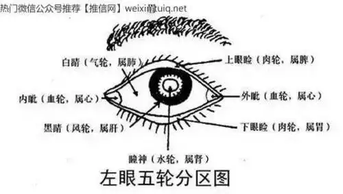 古人将眼睛的不同部位分属于五脏.
