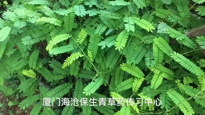 闽南青草药