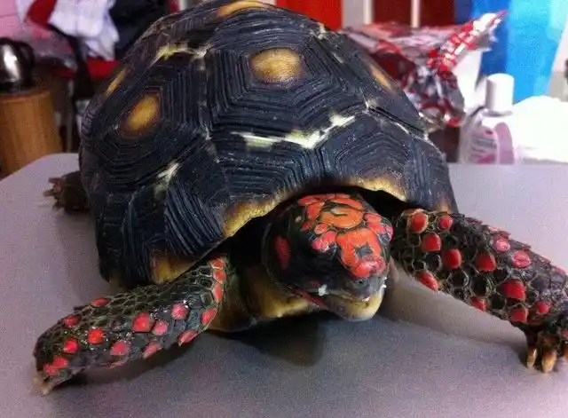 胆大,活力充沛的樱桃红腿陆龟,和孩子一样对活动的物种充满好奇心哦!